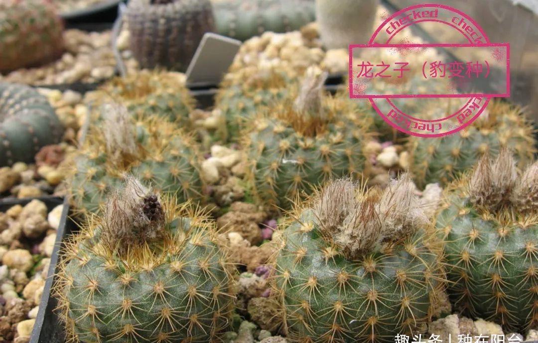 士童|误以为仙人掌很难开花,凑齐“4个条件”,开花一点不稀奇!