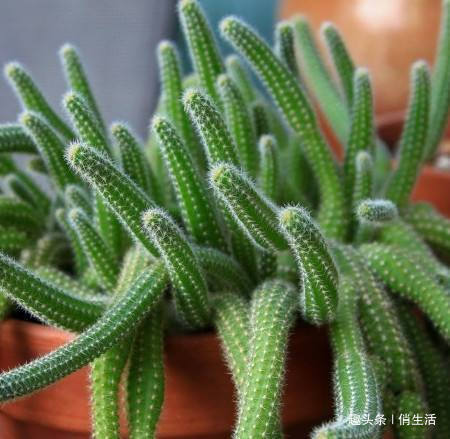 新手养花,不如养盆“阳台精品”仙人掌,温文尔雅,古典美丽