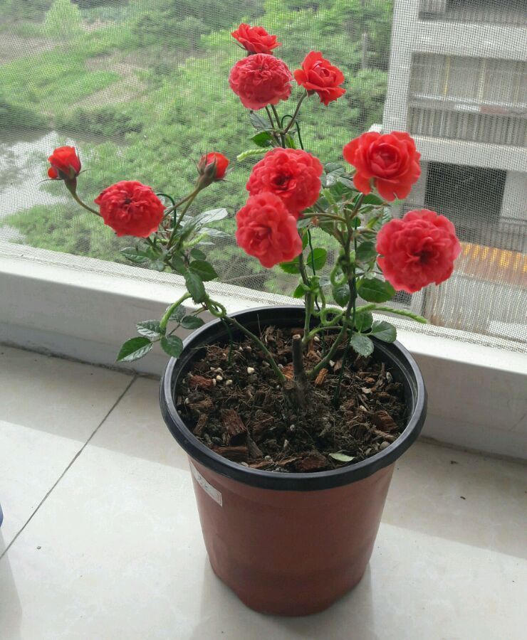 阳台养花选这款，全年开花，花多易爆盆，漂亮又好养，你值得拥有