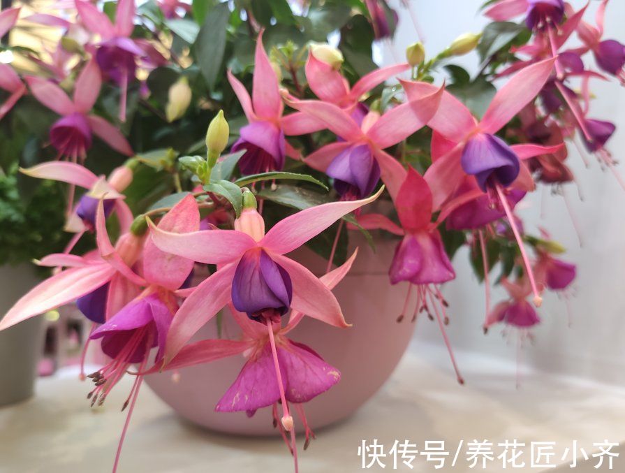 阳台|秋季阳台养花，首选这6种，只要有光照，花多易开爆