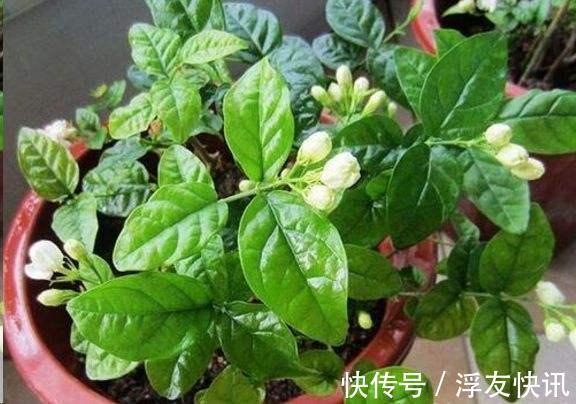 茉莉花最爱3种“肥料”，家中就有，浇一点，花大芳香、开爆盆！