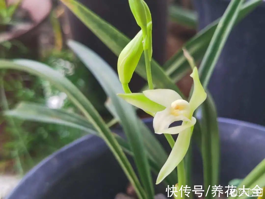 绣球|10种花不怕冷,先别搬进屋,放外面冻一冻,开花更旺