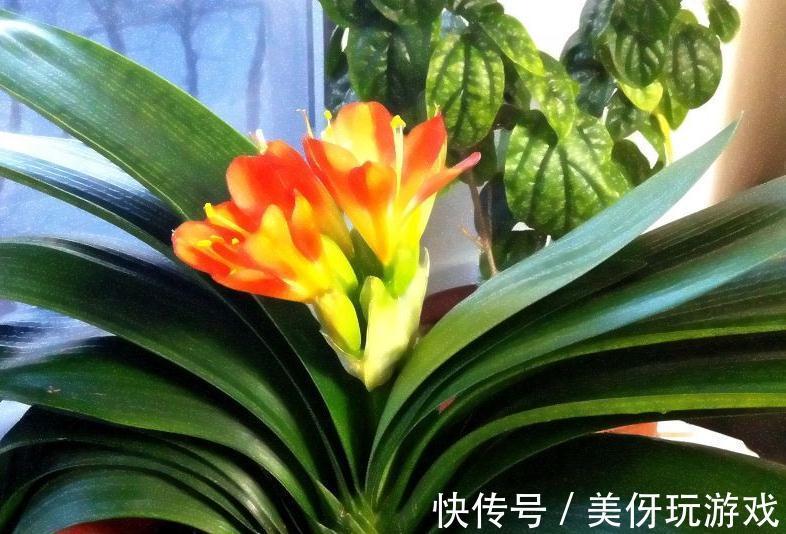 立秋了，给君子兰施肥注意2点，学会了这些，很早就开花了