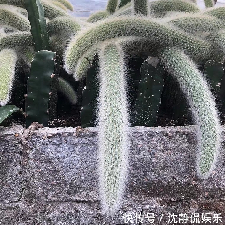 品种|9种比较稀有的多肉品种，追女朋友神器，让女神爱上多肉爱上你