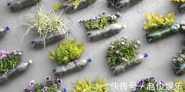 会用“塑料瓶”,养花真方便,这3种养花法,学了就能用上!