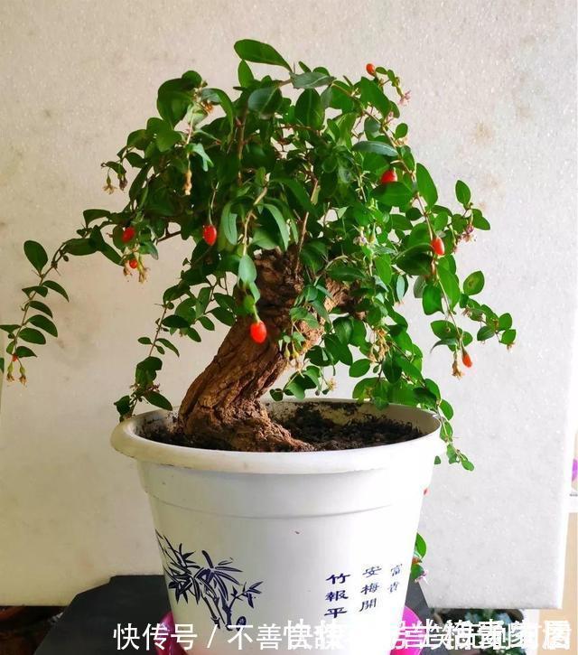阳台上|还在苦苦养花吗?今年都流行种果树了,开完花就结果,味甜真不错