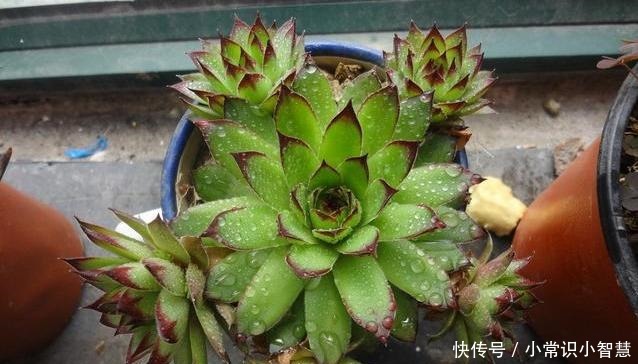 这三植物“少浇水”易泛滥成灾,越热生根越快,40℃也生机勃勃!