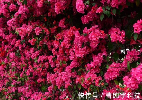 三角梅|养花就养能“爬墙”的，花开密集繁茂，花色红艳，养在阳台美极了