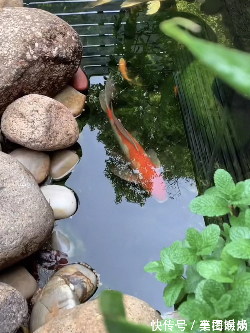 花一万元,在院子里建了个“原生态鱼池”,太漂亮了!
