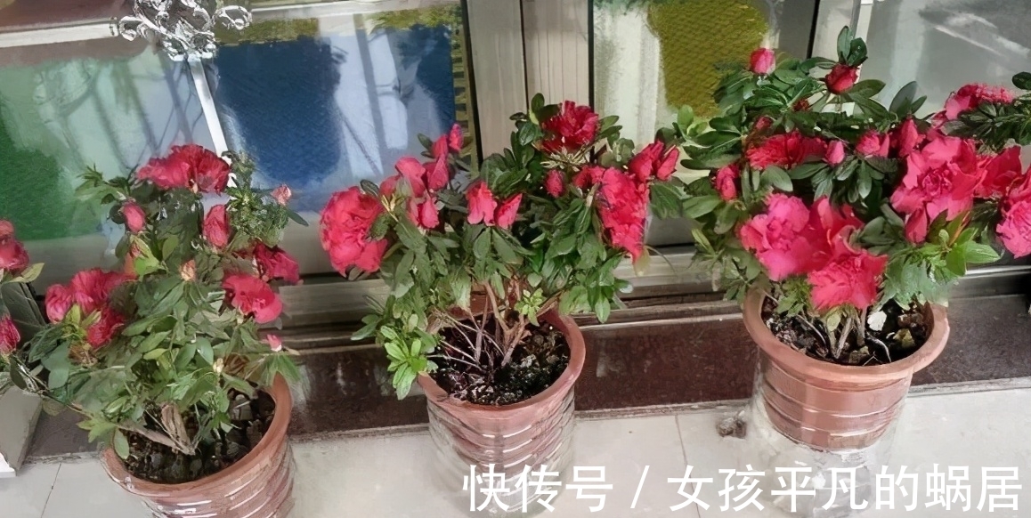 厨房里的油桶一个一个洗刷干净,拿来养花,省钱又好用