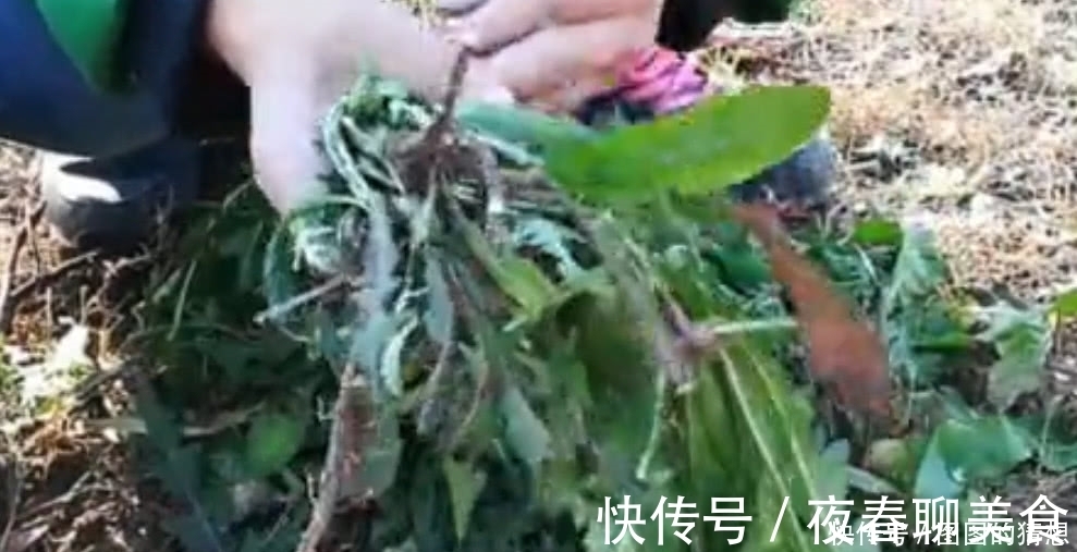 草药皇后|农村这植物被称为“草药皇后”根茎极为珍贵,外面一斤20元