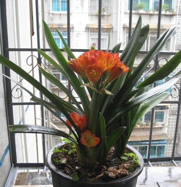 将它|用这种“土”养花,比蚯蚓粪、啤酒水更厉害,养啥花都能“旺”