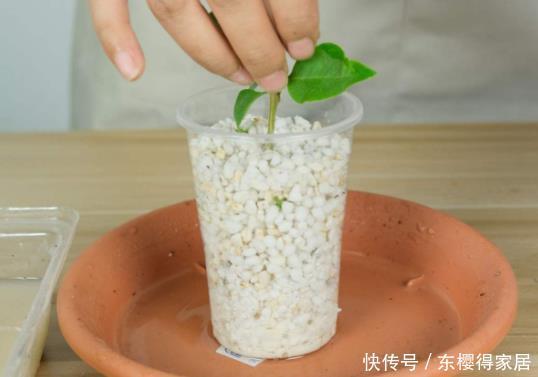 品种|6月份扦插,选好合适的植物品种,沾土、泡水都能活