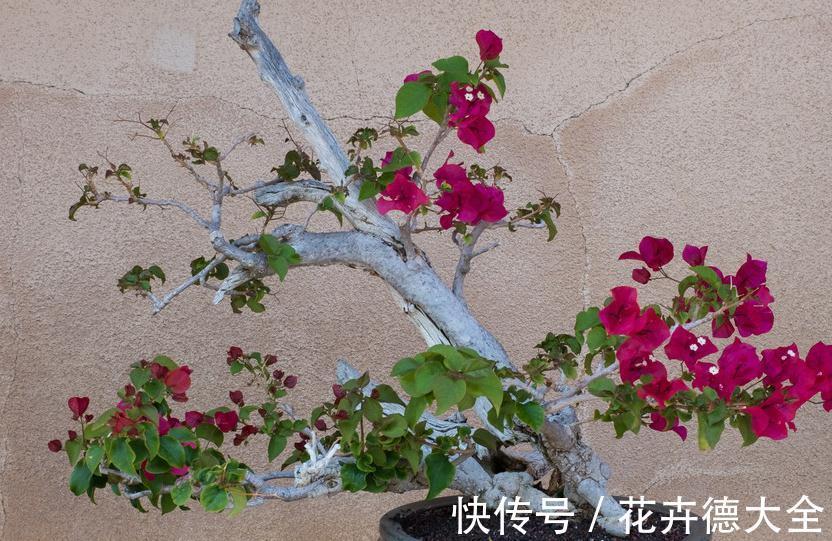 栽植|网上关于三角梅栽植的几个误传,介绍栽种三角梅的几个细节