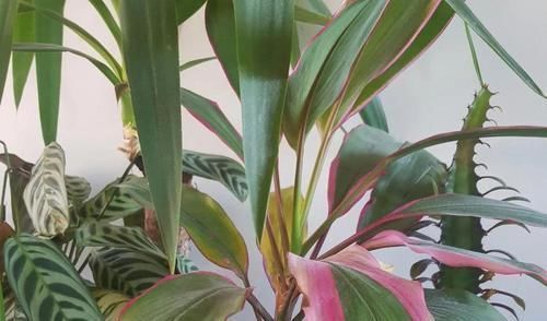 朱蕉|朋友在路边买到紫色叶子的“富贵竹”,养几天叶子全黄了