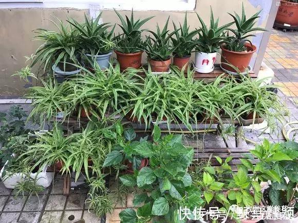 龙血树|这6种花是“天然净化器”,家中养1盆,潜伏的甲醛也会吸干净!