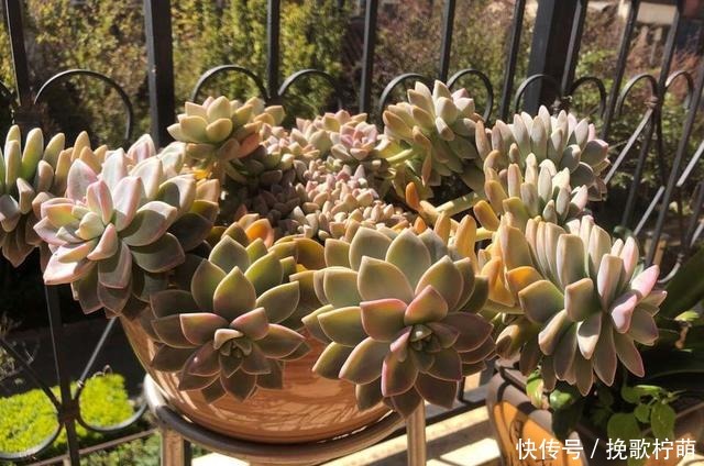 多肉“僵苗”是大事,搞不好就会“死翘翘”,学会3个方法解决!
