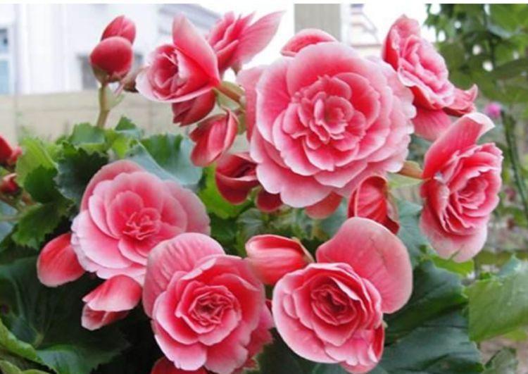 几款花超漂亮的,沾土就活,颜色多样,绚丽多彩,花量超大的