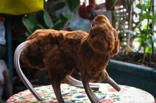 国家二级濒危珍奇植物金毛狗蕨!