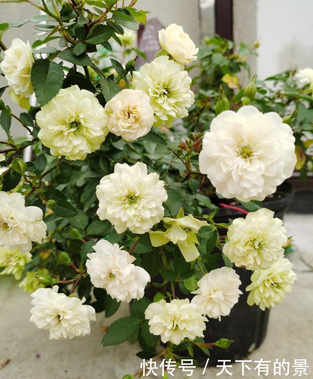 壮笋|养月季别急着开花,先壮笋再养叶,花量成倍增长,一整年都有花赏