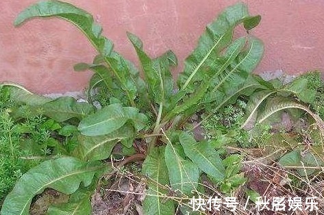 馈赠品|农村一种“萝卜根”切开是黄金色,功效极高,俗称“金不换”