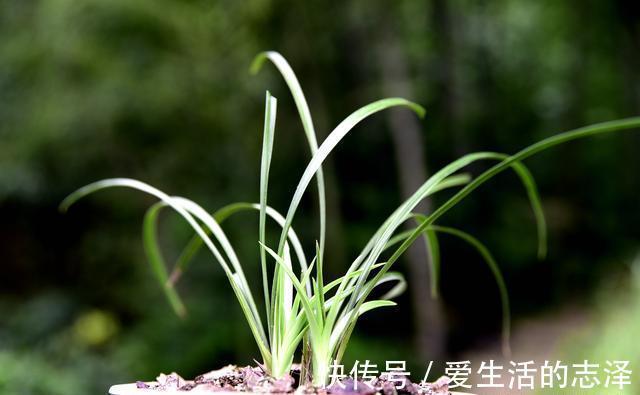 家养|夏天养兰花,究竟能不能淋雨?兰友:最怕这样淋