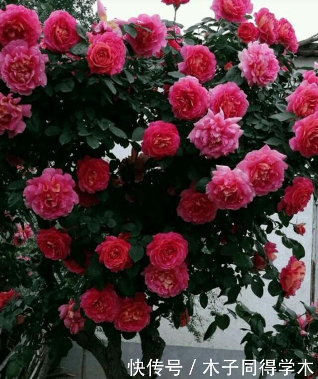 花树|4种“富贵花”,越养越值钱,价值上万元,能换很多“养老钱”