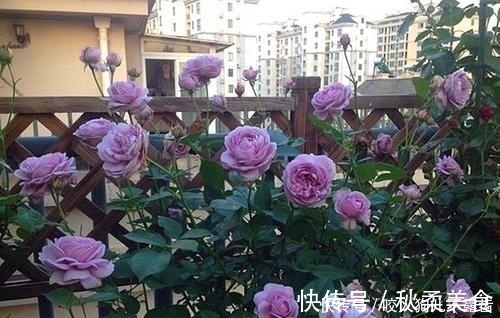 花瓣|蓝色风暴月季有4怕，及时避开，开花多又美，浪漫又好看！