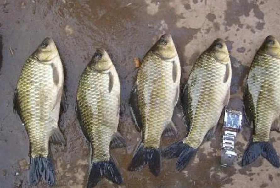 自从有了这鲫鱼钓法,天气再冷也能狂拉不断,我一直再用!