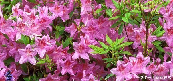 植物|淘米水、羊粪肥都不如这两种肥，什么花都可以用，简单好用