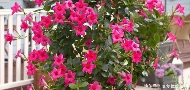 阳台上|一种小花太神奇,一对叶子6朵花,养一棵开一片,室内室外都能养!