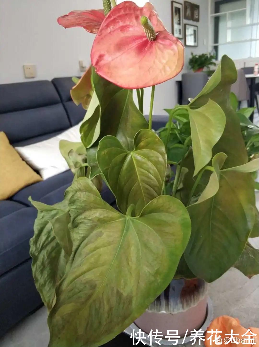 夏天怕晒的花，赶紧搬到阴凉地儿，再晒成枯杆了