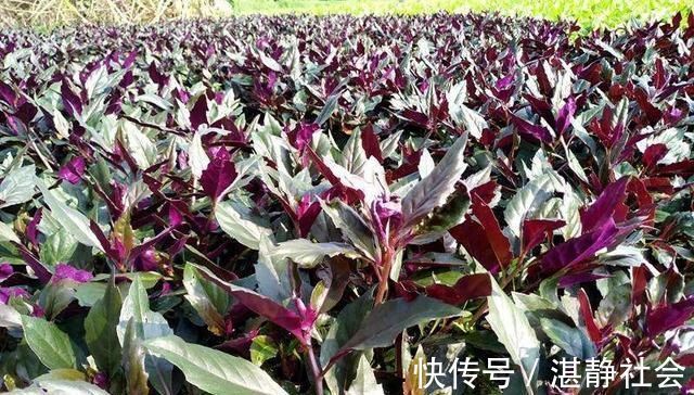 乡下这些野菜,曾经不被重视,现在成了稀罕物,价值高