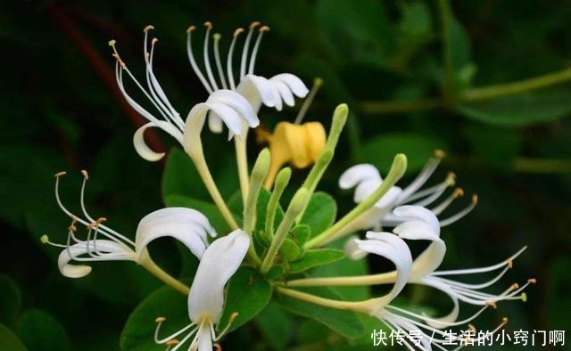 这5种花不仅好看,还能当药材来用!很养人!