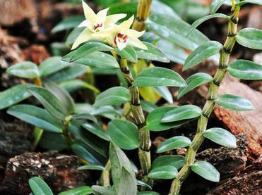 豆制品|女人不要太节俭,6种食物要舍得吃,或可补充雌激素,养颜气色好