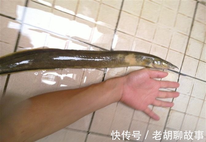 水库泥鳅精!广东水库老乡钓起“巨鳅”,当地人几十年没过了