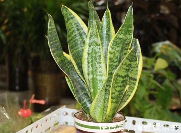 盆栽|4种镇宅又养人的花，添福添运添富贵，多子多福财源滚滚来