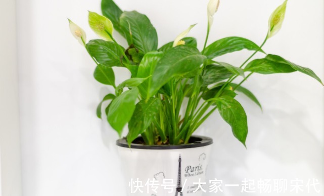 如果不是万不得已,3种花年后再买,省钱又好养