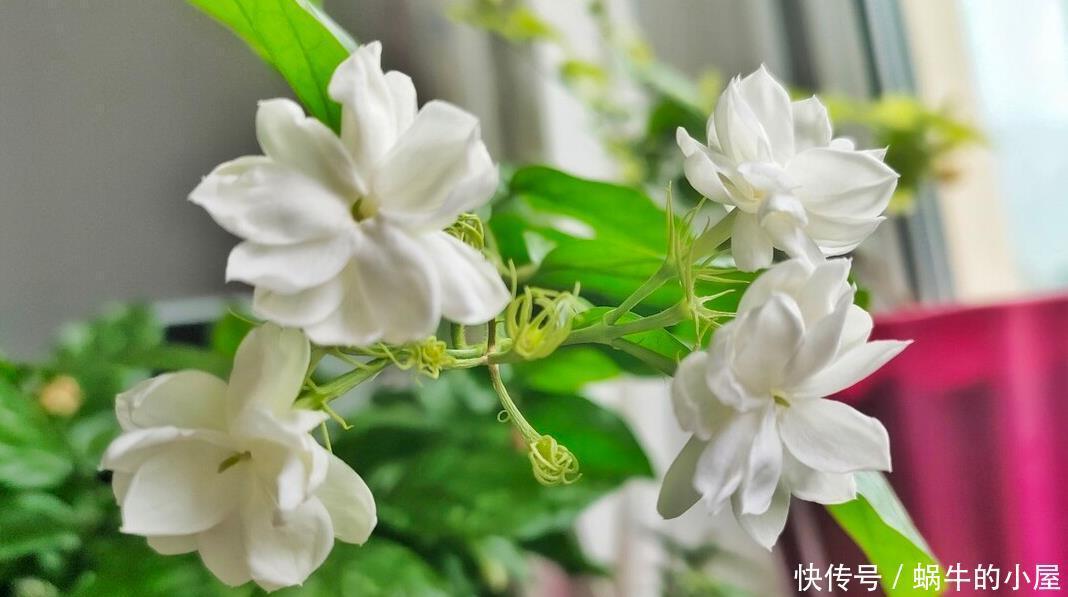 茉莉开花多不多,主要在三个细节工作,做得不到位补救还来得及