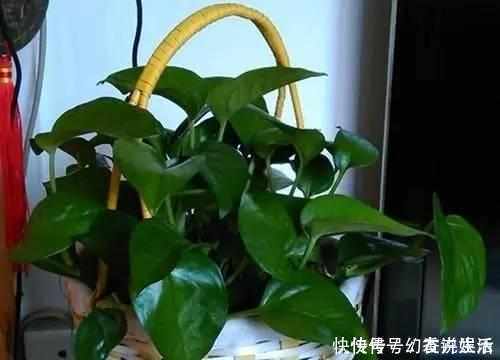 绿油油|想要绿萝不黄叶不烂根就得这样养,不仅不黄叶,还能常年绿油油