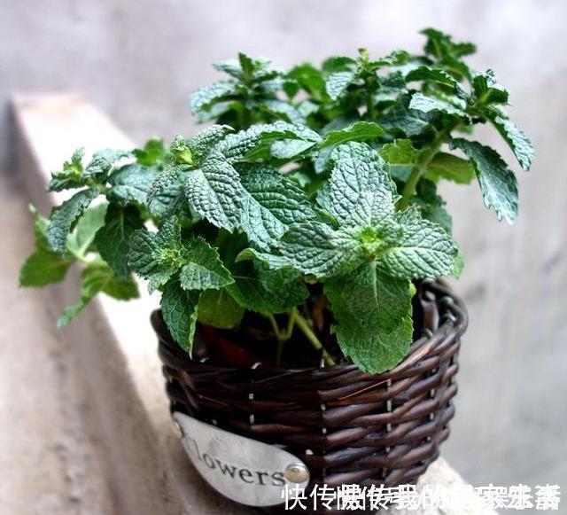 家里养这5种花，怎么折腾也不死，养一盆爆一盆，懒人也合适