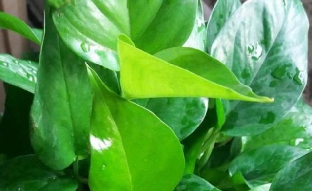 绿萝可别这样养，否则只能上墙，枝条比铅笔粗，不好打理