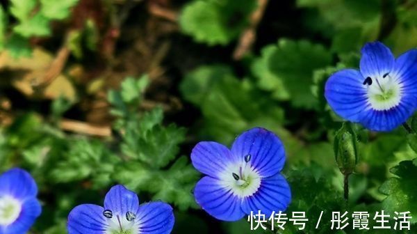 此花小巧而又美丽，常在不起眼的地方绽放，寓意着隐藏的美！