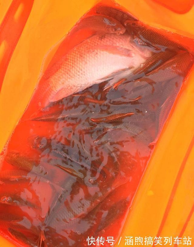 红鱼来袭?佛山石湾河内小红鱼成群,钓友:能吃吗?