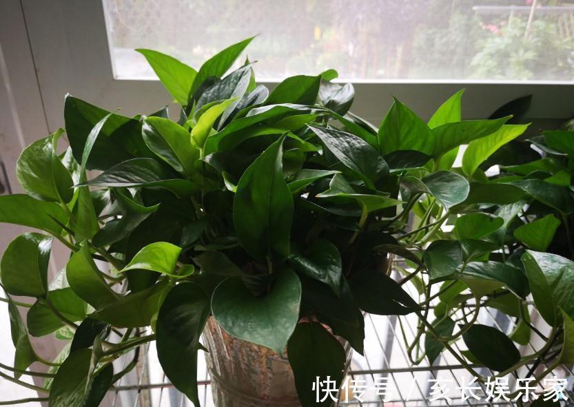 绿萝怎么了叶子出现烂边,处理的及时了叶子锃亮锃亮的!