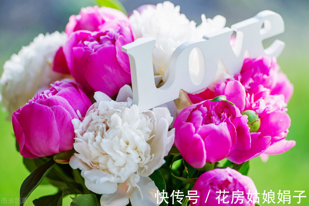 丽格海棠|4种比较难养的花,只有掌握好养护方法,才能枝叶茂盛、花满盆