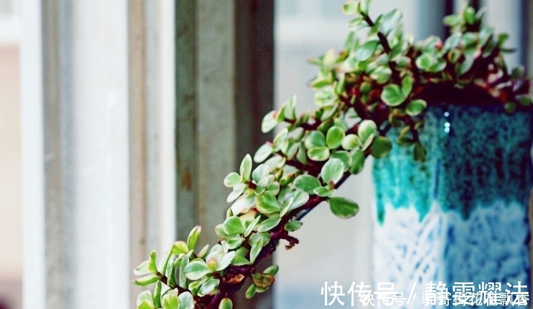 浇花|金枝玉叶盆栽浇水,注意4点,根不烂,长得快