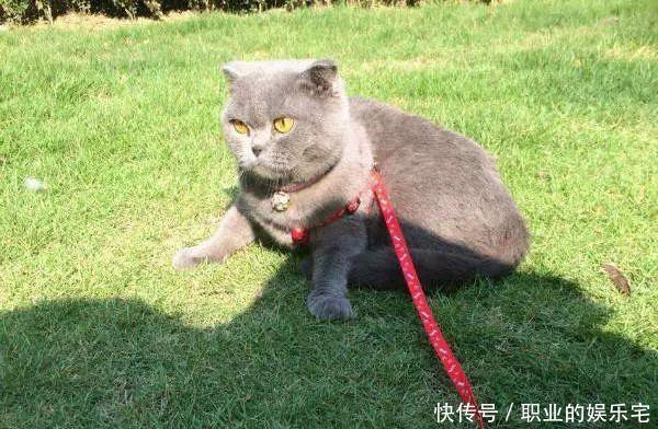 两个月的猫可以带出门吗