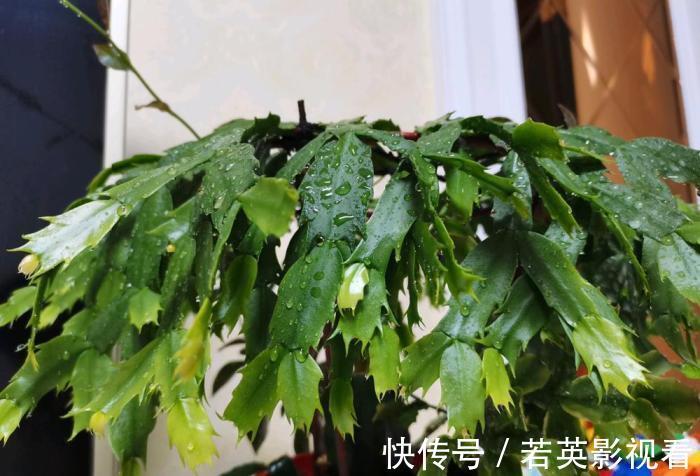 叶片|蟹爪兰度夏后叶片又薄又蔫，3招养厚叶片，秋花砰砰开爆盆！