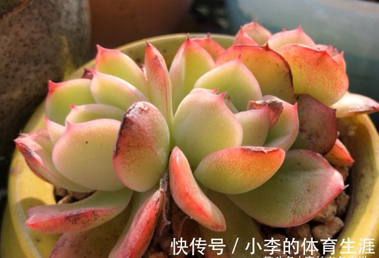 白霜|没养玉杯东云的肉友,这种兼具两系特点的多肉,你是怎么错过的?